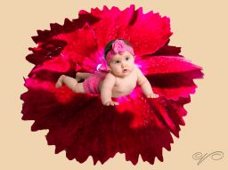 Bébé pivoine